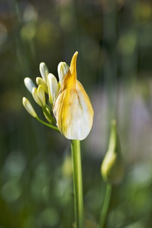 Natures In Bubbles Agapanthus